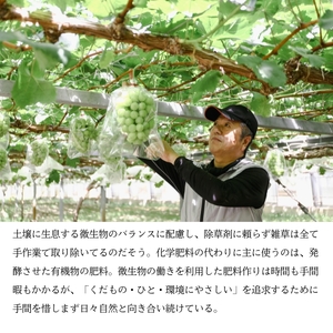 シャインマスカット1房（800g前後）内田農園 岡山県 瀬戸内市 邑久町産 葡萄 ぶどう 2025年【配達不可：北海道・沖縄・離島】 果物類 ブドウ フルーツ 