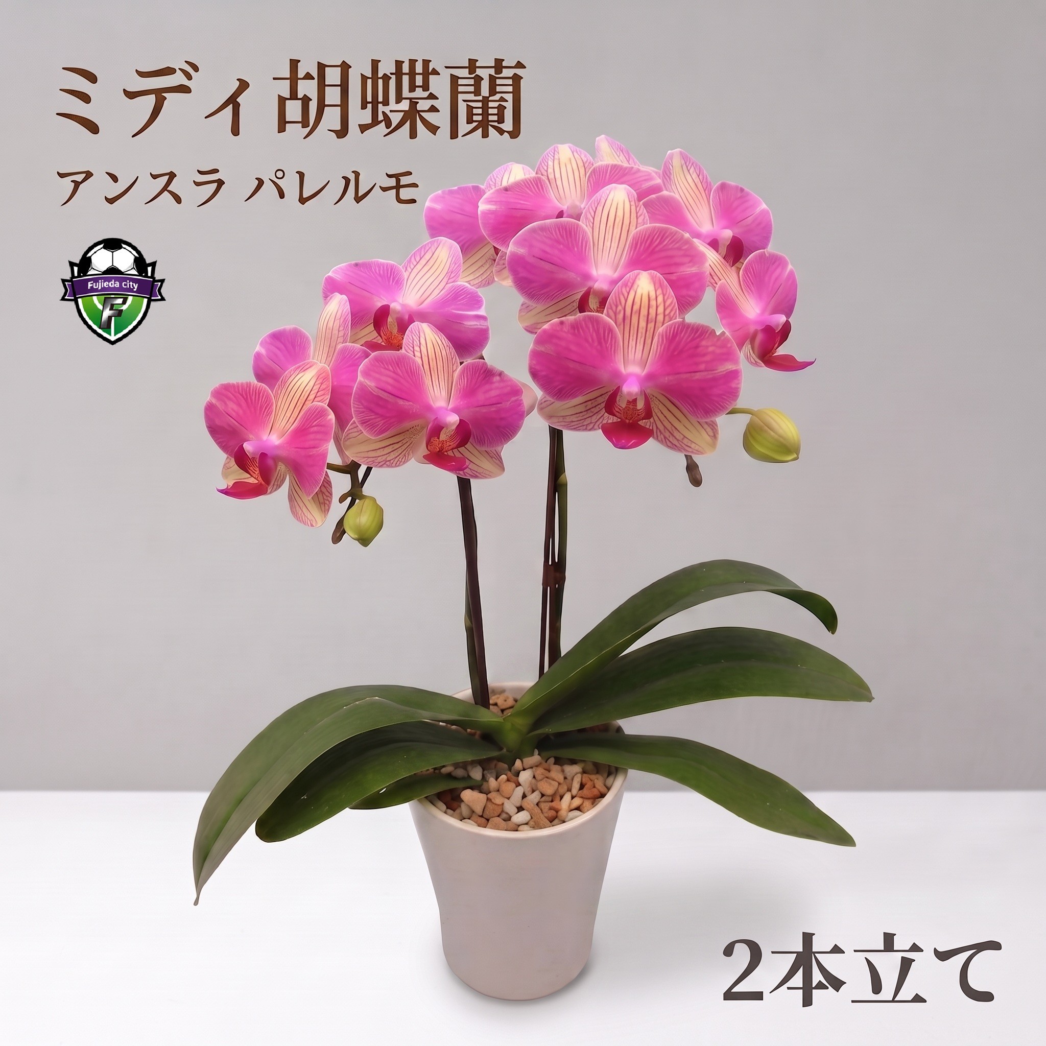 
                  ミディ 胡蝶蘭 鉢植え アンスラ パレルモ 2本立 お花 コチョウラン 洋ラン お祝い 贈り物 生花 鉢花 ギフト [5254985]
                