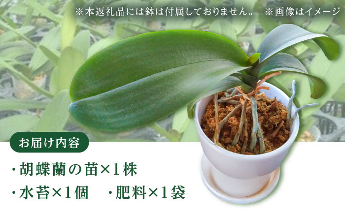 胡蝶蘭