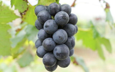 【新鮮・産直】和歌山かつらぎ町産たねなしピオーネ約3kg ※2024年8月中旬～2024年9月下旬頃順次発送【tec952】