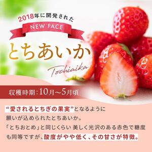 【年内発送】初摘みとちあいか 500g以上| いちご とちあいか 大粒 新鮮 甘い 数量 限定 美味しい 果物 共通返礼品 フルーツ デザート 栃木県 送料無料