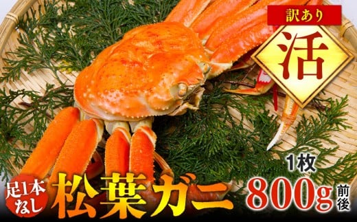【活】足1本なし　訳あり　松葉ガニ　大1枚（800g前後）【着日指定不可】※2025年11月上旬～2026年3月下旬頃に順次発送予定《かに カニ 蟹》【蟹 かに 松葉ガニ 松葉蟹 鳥取県産 国産 松葉ガニ 北栄町 おすすめ 人気】