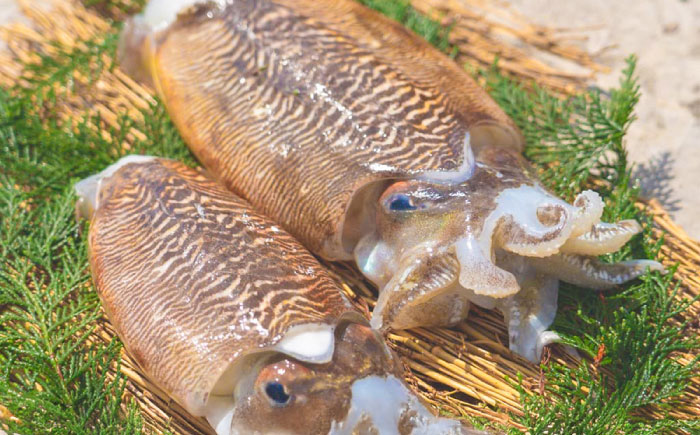 【2025年5月より順次発送】 甲イカ一夜干し 5枚 吉富町/吉富漁業協同組合 いか イカ 甲いか 干物 ひもの 魚介 加工品 おつまみ おかず レンチン 簡単調理 冷凍 [BGAW001] イカ