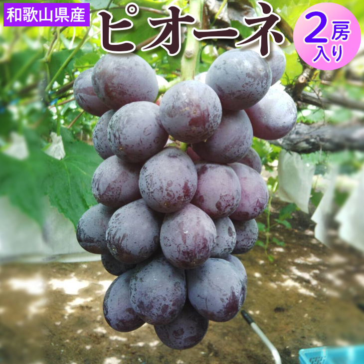 和歌山県産 ピオーネ 2房入り | 産地直送 ブドウ ぶどう 果物 フルーツ　※離島への配送不可　※2025年8月下旬～9月下旬頃に順次発送予定