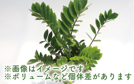 【観葉植物】ザミオクルカス ザミフォーリア65cm～85cm(Green Base/016-1741) 観葉 植物 インテリア 鉢植え 鉢植 グリーン 自然 ナチュラル 美しい 清涼感 園芸 室内 オ