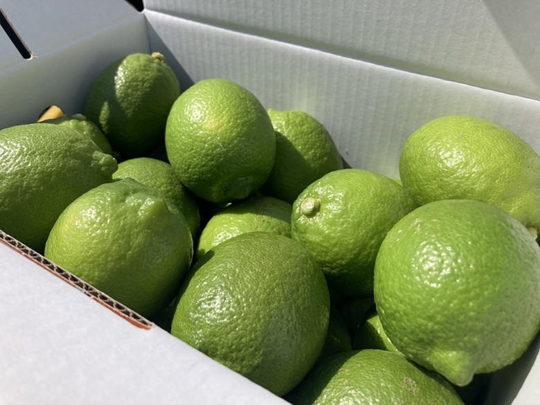 レモン 3kg ご家庭用 バラ詰め ユーレカ 愛媛 【10月から順次発送予定】 数量限定 檸檬 柑橘 フルーツ ビタミン 国産 伊予市|B459