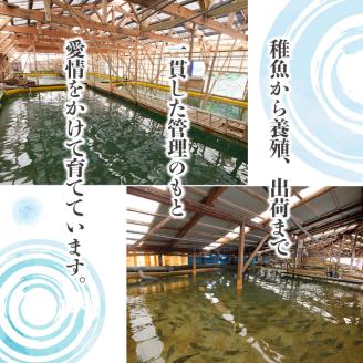 【全3回定期便】活〆おうごんとらふぐ刺身2人前セット【E5-004】