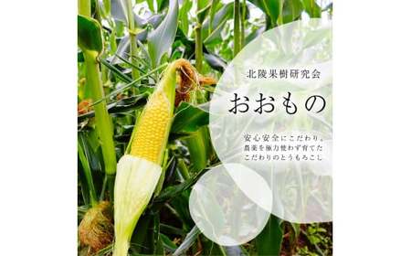 朝採り 農家直送 とうもろこし 5kg「おおもの」（10 - 13本） 山形産 【2025年8月上旬頃から9月下旬頃発送予定】　012-B-HK011