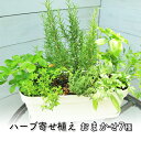 【ふるさと納税】ハーブ 7種 フレッシュハーブ 香りの寄せ植え 白鉢 受皿付き 植物 ガーデン インテリア　【朝倉市】