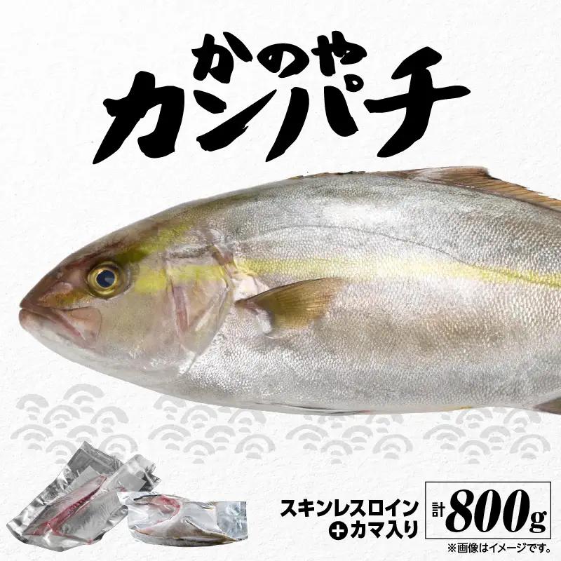 174-1 かのや カンパチロイン （ カマ入 ） KN001-001 魚 カンパチ