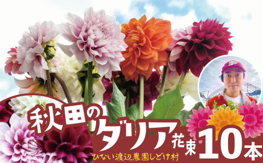 新鮮！綺麗！秋田のダリア〈10本〉 90P7806 / 東北 秋田 大館 新鮮 農産物 農家 花 フラワー ダリア だりあ ナマハゲダリア 農産物 産直 花農家 花き農家 花き栽培 花束 農家直送 プレゼント 母の日 敬老の日 フラワーギフト