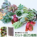 【ふるさと納税】多肉植物 ハオルチア入り じぶんで植える 多肉の寄せ植え セット インテリア 多肉 植物 ガーデニング　小郡市