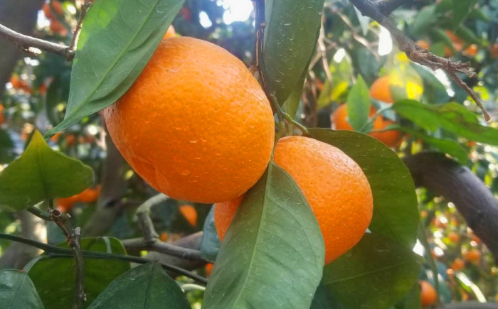 【極実(きわみ)】蜜柑ジュース(180ml×8本) / みかん 100％ ミカン みかんジュース オレンジジュース 柑橘 ドリンク / 諫早市 / 森山果樹園 [AHCO005]