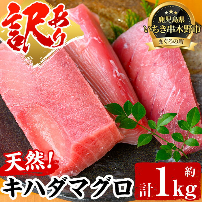 【ふるさと納税】《訳あり・数量限定》天然キハダマグロ(約1kg) 柵でお届け！肉厚のお刺身や海鮮丼に！まぐろ 鮪 魚 魚介 魚介類 刺し身 刺身 さしみ 切り身 海鮮丼 訳アリ わけあり 冷凍【海鮮まぐろ家】