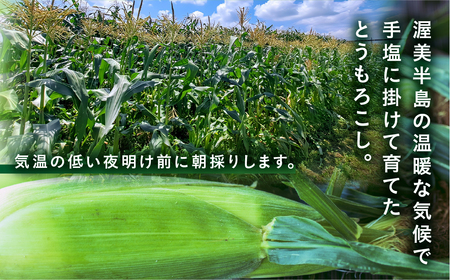【先行予約】 朝採り極甘 とうもろこし 3Lサイズ 12本 渥美半島産 愛知県田原市 トウモロコシ 産地直送 ビックサイズ