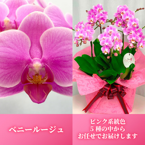 お取り分けできる胡蝶蘭 ミディー胡蝶蘭 ピンク系 7号 5本立ち ラッピング付き 【 胡蝶蘭 】