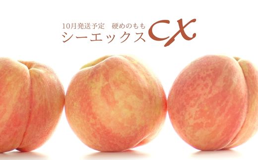 【ふるさと納税】No.2581希少品種CX/シ−エックス 約5kg【2025年発送】