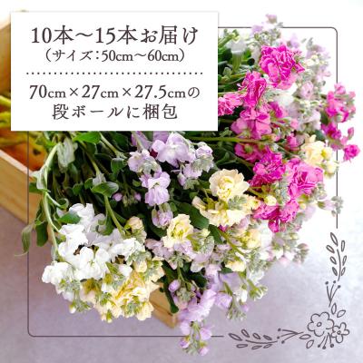 ふるさと納税 庄内町 【R8.12月発送】庄内町フラワーラボ ストック 生産者おまかせ 10本~15本 ミックス |  | 01