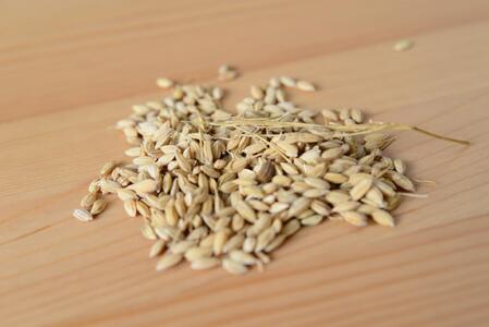 北アルプスの雪解け水で育った一等米コシヒカリ 5KG