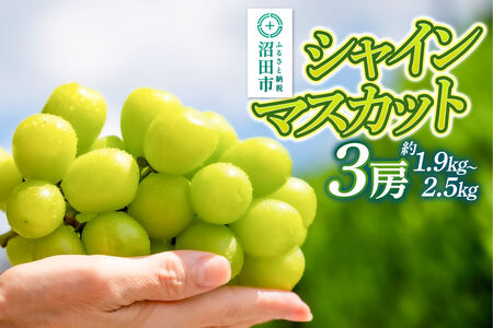 【9月中旬から10月末に発送】 シャインマスカット 3房（計約1.9kg～2.5kg） 糖度18度以上 種なし 皮ごと食べられる 濃厚な甘さ 家庭用 贈答用 永井農園
