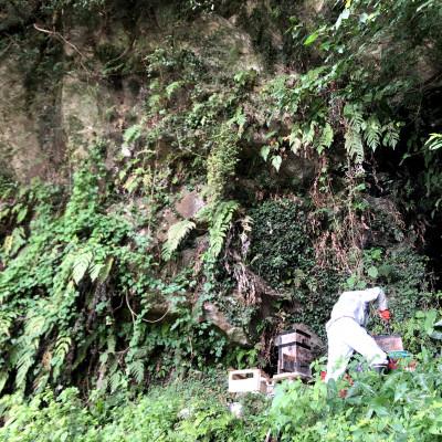 ふるさと納税 山鹿市 日本みつばち菊鹿600g |  | 02