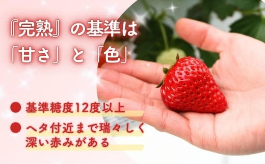 【年内発送】 完熟・朝摘みいちご 自宅用 800g(200g×4)｜糖度12度以上 苺 イチゴ M-FI-A61A 【年内発送】自宅用800g/寄附金額13,000円