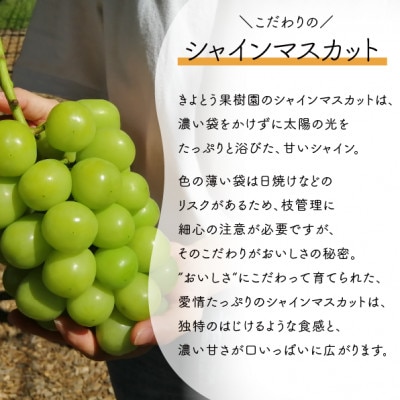 【お試し便】シャインマスカット 1房入 500g～　(岡山県産) きよとう果樹園のこだわりシャイン【配送不可地域：離島・北海道・沖縄県】