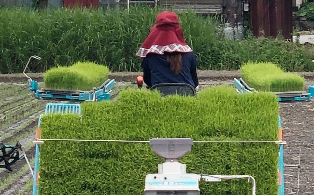 アッキーファームのお米「ひのひかり」 5kg（白米）