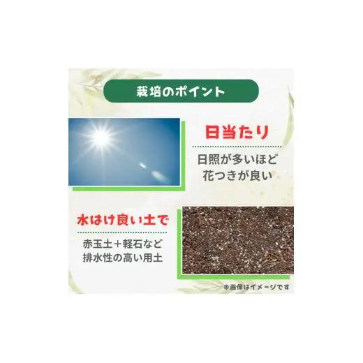 グレビレア　フォレストランブラー ／ グレビレア フォレストランブラー 植物 観葉植物 鉢植え