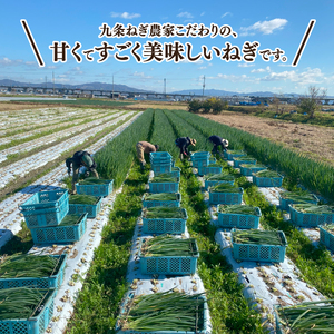 ねぎ焼きタイガーの九条ねぎ 3kg 九条ねぎ 京都八幡の九条ねぎ 九条ねぎですき焼き 九条ねぎで焼きそば