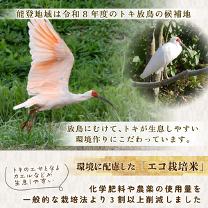 【 先行予約 】【 数量限定 】 定期便 令和7年産 のと米 精米 10kg ( 5kg × 2袋 ) × 3回 計 30kg 能登 こしひかり 米 減農 新米 米 こだわり 石川県産 羽咋市産 こめ