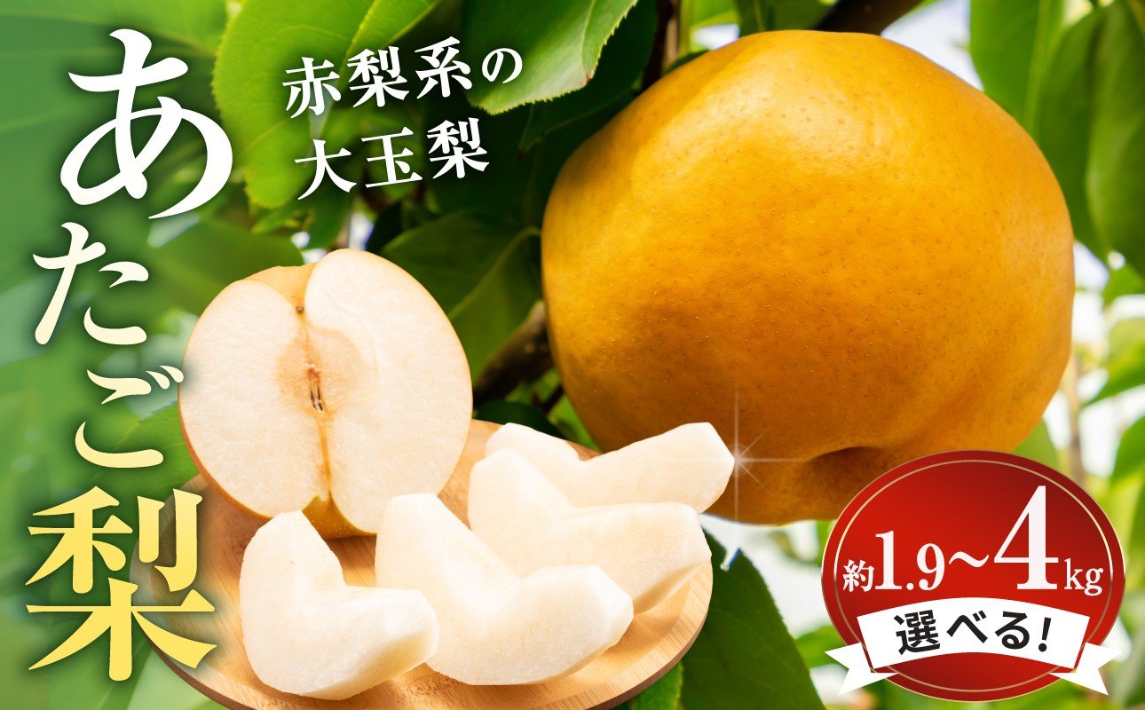 
                  【選べる内容量】【先行受付】岡山県産 あたご梨 大玉2玉/約3kg/約4kg（令和8年11月中旬～12月中旬頃発送）【岡山県産 あたご梨 なし フルーツ 果物 大きい 3～5玉 約3kg】 
                