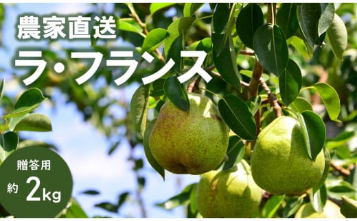 KL06-25A 洋梨 ラ・フランス 約2kg（5～7玉） 贈答 ／ 10月中旬頃 発送 // 長野県 南信州 松川町 ギフト 洋梨 洋ナシ 洋なし ラフランス 農家直送 農家支援 贈答 果物 西洋梨 フルーツ