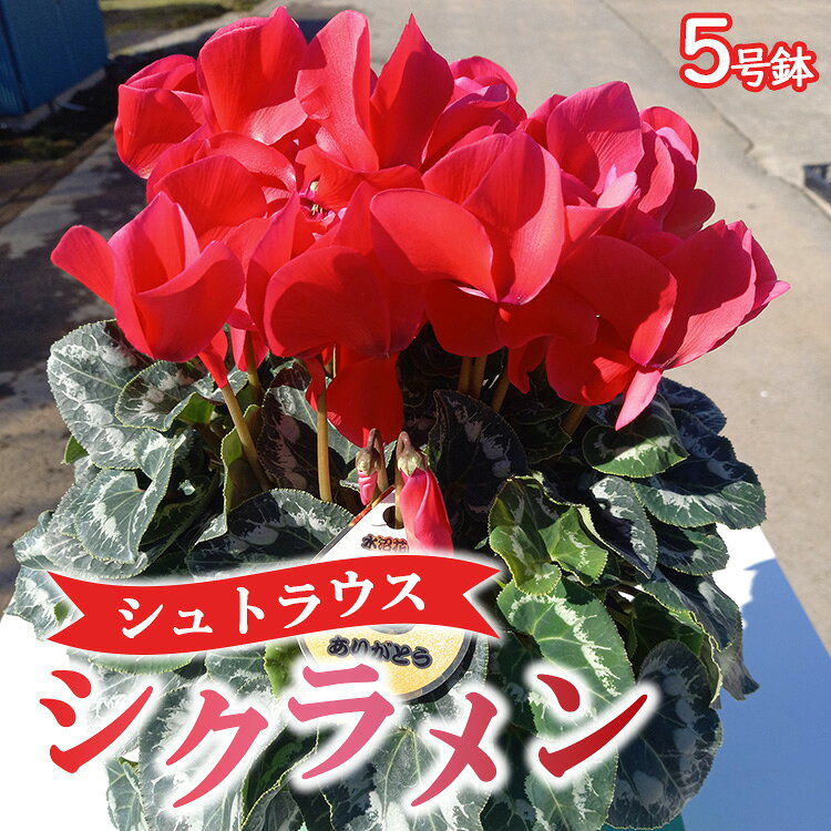 【ふるさと納税】【先行予約】厳選シクラメン鉢　”シュトラウス”【花・シクラメン・鉢】《11月下旬-12月下旬頃出荷予定》