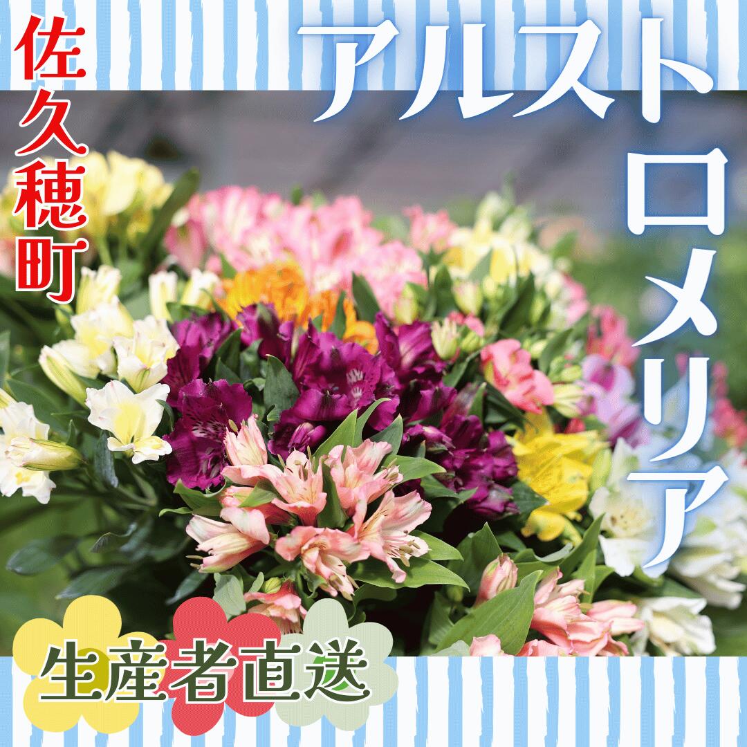 【ふるさと納税】華やかな　アルストロメリア【生花】花農家直送品C　9月～3月発送　（多少茎の曲がりあり・花丈70cm・35本前後）[KS-103]