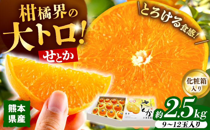 【2026年2月下旬から発送】せとか みかん 約2.5kg 果物 化粧箱入り フルーツ ギフト【小春農園】 [ZBN002]