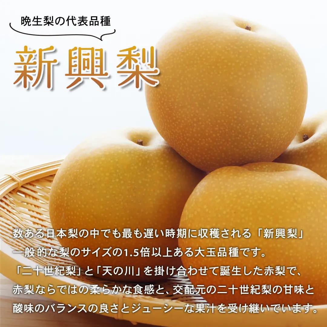 Y1050 新興梨　家庭用 5kg