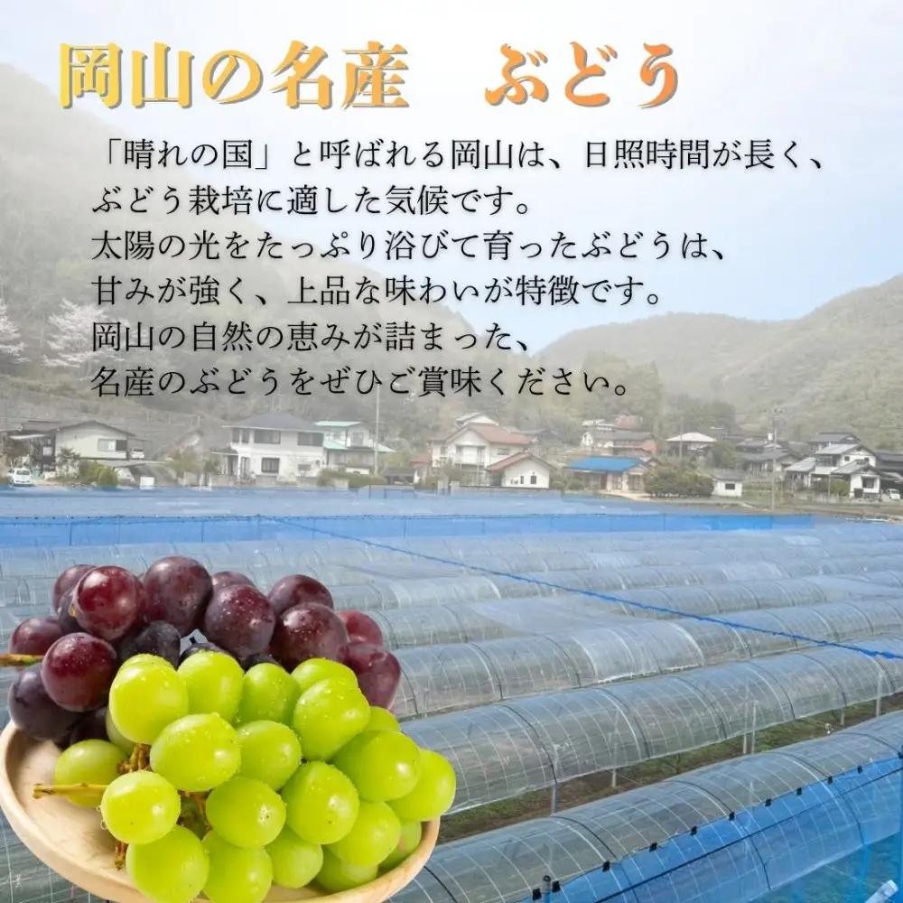 ご家庭用　岡山県産　シャインマスカット 5kg |  葡萄 ぶどう シャインマスカット フルーツ 果物 くだもの  国産 食品 人気 おすすめ 送料無料
