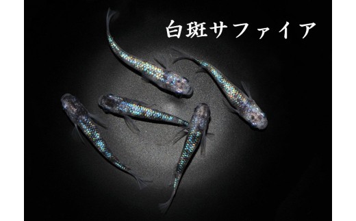 
                  メダカ「白斑サファイア」1～3ペア
                