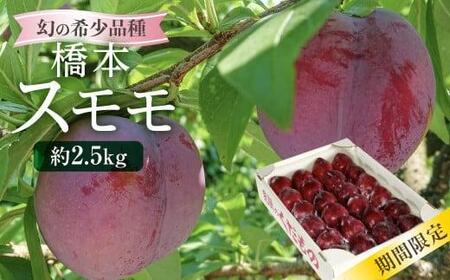 【先行予約 8月上旬～中旬発送】幻の希少品種 橋本スモモ 約2.5kg（大玉25個前後入り）| 大玉 すもも プラム 果物 フルーツ 甘酸っぱい 希少 産地直送 旬 飛騨高山 山本果樹園 MA012