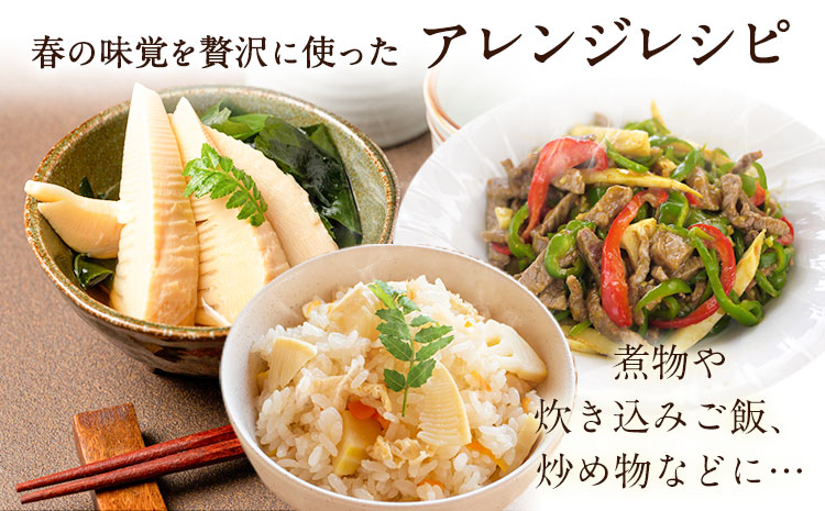 朝掘りタケノコ 2kg 合同会社 原田山業《4月上旬-4月末頃出荷》 熊本県 菊池市 たけのこ タケノコ 朝掘り 一番掘り 春の味覚 旬 国産---098-2647---