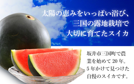 【先行予約】シャリシャリ甘いっ！ 甘い東尋坊黒皮種無しスイカ 6～10kg × 1玉 【2024年7月上旬以降順次発送予定】【スイカ 西瓜 フルーツ 果物 国産 お中元 内祝い お祝い】 [A-102