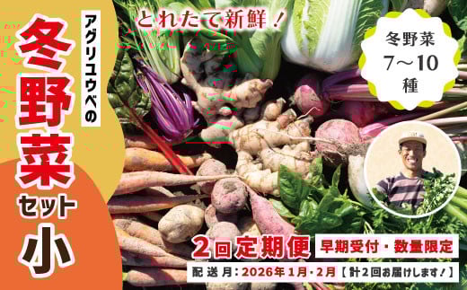 
            【 2回定期便 早期受付 数量限定 】 とれたて 新鮮 農家直送 アグリユウベの冬野菜セット (小) 国産 野菜セット 野菜便 やさい 野菜 冬野菜 ベジタブル 産地直送 国産 旬 高知県 四万十市 四万十 しまんと 定期便 【配送月：2026年1月・2月】25-398
          