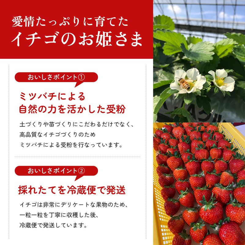 香川讃岐の毎日食べたい「さぬきひめいちご 1kg」