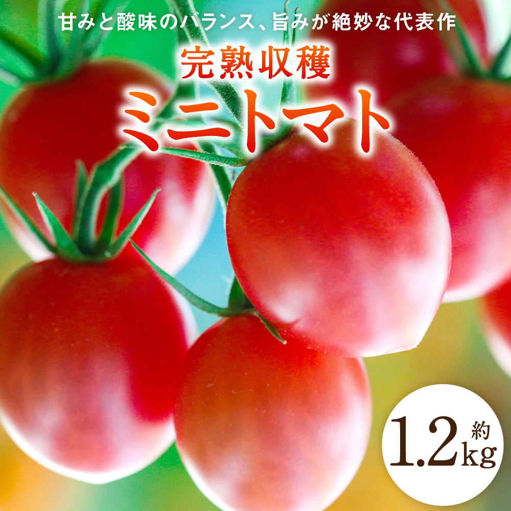 【先行予約】【甘みと酸味のバランス,旨みが絶妙な代表作】完熟収穫ミニトマト 約1.2kg トマト 甘い 野菜 旬 サラダ 【2025年11月上旬より順次発送】　