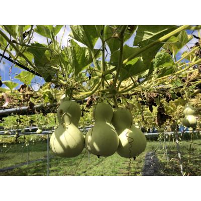 ふるさと納税 十和田市 奥入瀬ランプ　ひょうたんドーム |  | 02