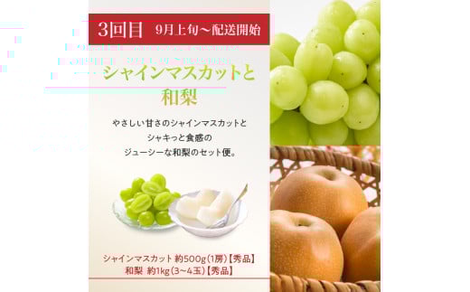  ≪先行受付≫【2026度年発送】8種のフルーツ詰合せセット★スペシャル便【定期便全４回】