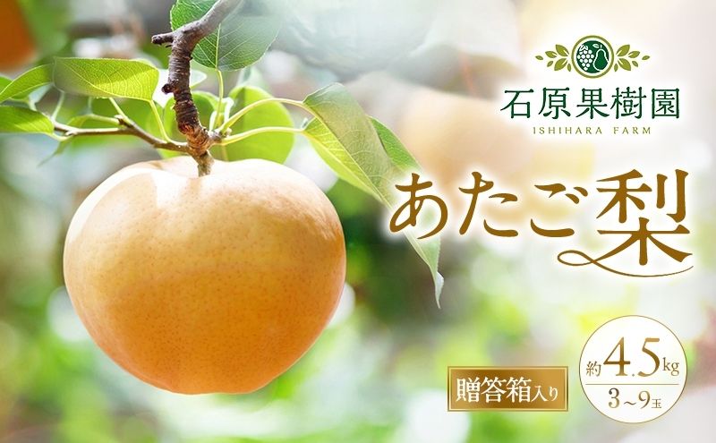 梨 2026年 先行予約 あたご梨 3～9玉 合計約4.5kg 贈答箱【11月下旬～12月中旬頃発送】 ナシ なし 岡山県産 国産 フルーツ 果物 ギフト 石原果樹園
