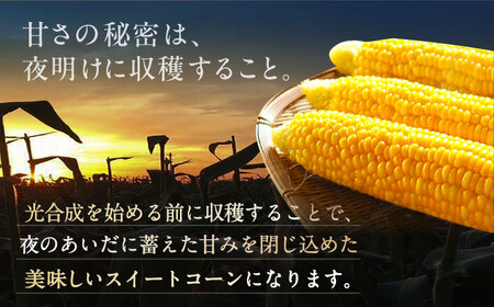 【先行予約】夜明けのスイートコーン 4kg×2箱 (14-20本) 【2025年6月以降順次発送】《豊前市》【アグリネックス】 とうもろこし コーン スイートコーン 20000円[VCO002] とう