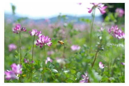 【大垣産】希少な『れんげ蜂蜜』（パッカー容器入：450ｇ）農林水産大臣賞2回受賞